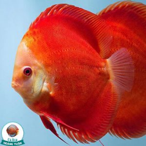 cá dĩa đỏ dưa hấu - red melon