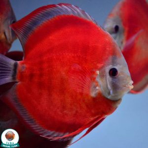 cá dĩa hoa hồng đỏ