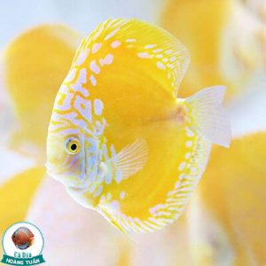 cá dĩa vàng malboro