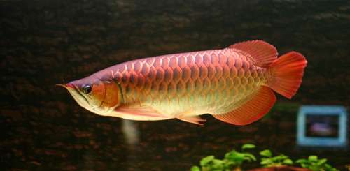 Cá rồng Hồng Long