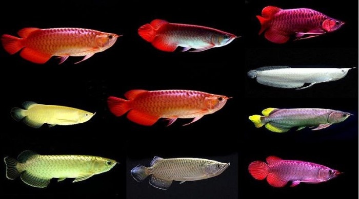 Các loại cá rồng đẹp và cách phân loại cá rồng chính xác nhất