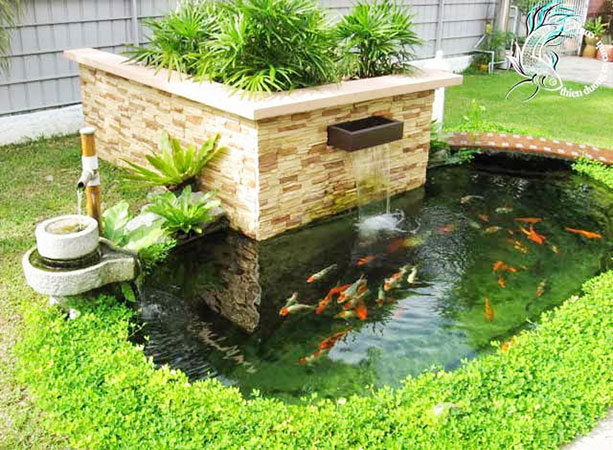 Cách nuôi cá cảnh trong bể xi măng