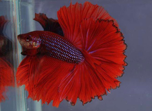 Cá betta ăn gì? Cách cho cá betta ăn