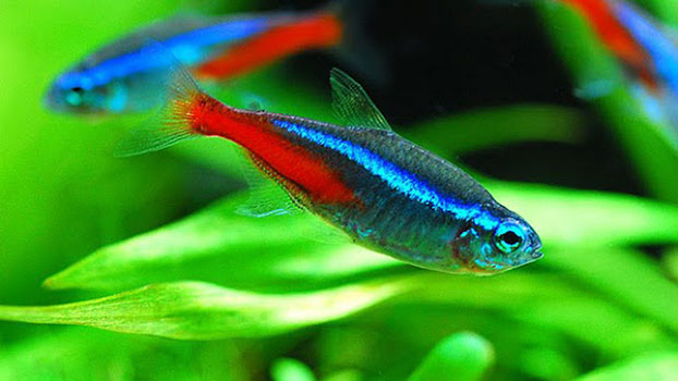 Cá Neon Xanh – Neon Tetras