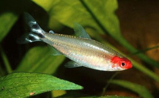 Cá Sóc Đầu Đỏ - Rummynose Tetra