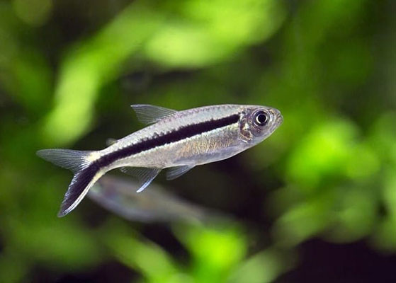 Cá chim cánh cụt