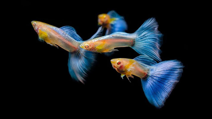 Blue Topaz Guppy