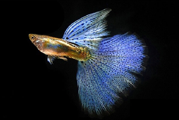 Cá 7 màu Blue Grass
