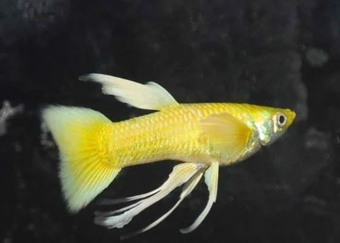 Cá bảy màu Full Gold