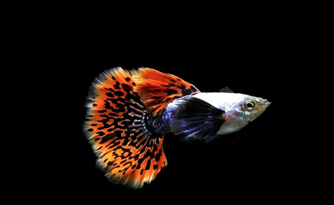 Dumbo Mosaic Guppy