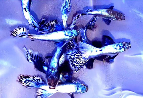 Rồng Tím Guppy