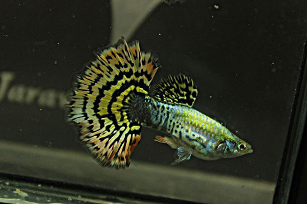 Guppy Tiger