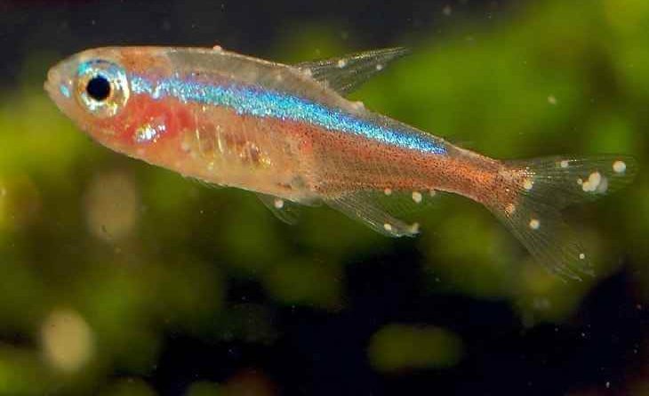 Cách trị cá bảy màu bị nấm hiệu quả nhất