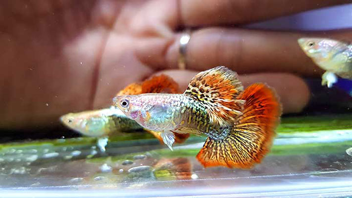 Đặc điểm, Cách Chăm Sóc và Giá Cá bảy màu rồng đỏ