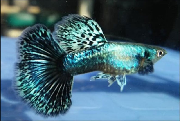 Cá bảy màu rồng xanh | Nguồn gốc, đặc điểm và cách chăm sóc